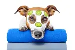 pampered-dog.webp