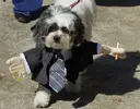 Dogs-in-costume_Business-suit.webp