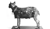 armydog0.webp