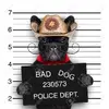 28039311-bad-mexican-dog-in-a-police-mugshot-Stock-Photo-bulldog-dog-french.webp
