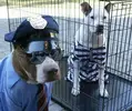 officer_and_convict.webp