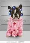stock-photo-a-dog-in-front-of-a-convict-poster-getting-a-mug-shot-taken-116970502.webp