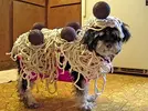 dog_pasta.webp