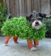 camouflage2-e1438116532216.webp