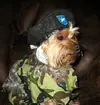 CLIP-DogInCamo-350.webp
