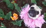 flowers dogs pugs camouflage 1920x1200 wallpaper_www.animalhi.com_88.webp