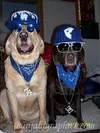 gangsta-dogs.webp