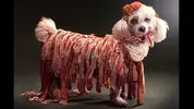 ht_lazy_gaga_dog_in_bacon_thg_121119_wblog.webp