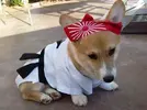 Dogs_In_Costume_12.webp