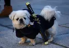 Ninja Dog.webp
