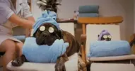hotel-for-dogs-hotel-for-dogs-3840363-450-236.webp
