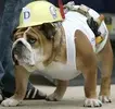 construction-worker-bulldog-costume.webp