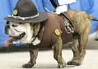 funny-cop-costume-dog-picture-445x317.webp