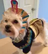 king-mutt-halloween-dog-costume-21434.webp