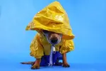salty-seadog-525.webp