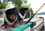 wiener-dogs-fishing-together.webp