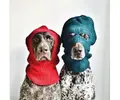 ModelDogs1_0.webp