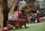PAW-PAG-10-700.webp