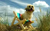 petfrontdog_2879232a-large.webp