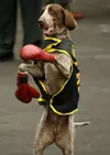 german-shorthaired-pointer-boxing-day-wallpaper.webp