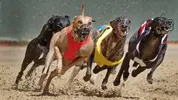 Greyhound_RacingHeader.webp