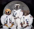 Funny-Dogs-Wearing-Astronaut-Dress.webp