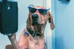geeky-dog-selfie.webp