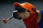 173572251_Smoking dog.webp