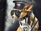 Funny-Animal-Wallpaper-Smoking-Dog.webp