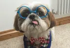 cooper-shih-tzu-glasses.webp
