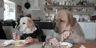 dogs-dining-out.webp