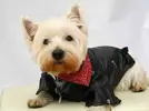 DOG_LEATHER_BIKER_MOTORCYCLE_JACKET_BLACK.webp
