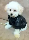 Wholesale-pet-leather-jacket-dog-clothing-pet-winter-coat-pet-apparel-clothes-dog-cloth-pet-c...webp