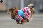 Dressed Up Dog-01.webp