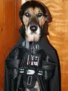 star-wars-costumes-for-dogs-darth-vader-evil.webp