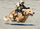 starwarsdog.webp