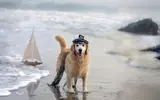 7033848-dog-sea-ship-beach.webp