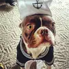 SailorDog.webp