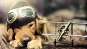 aircraft-animals-dogs-carriers-airplane-prop-engine-2400x1350-wallpaper.webp