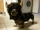 Buffalo-Bills-Dog-Costume.webp