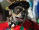 chihuahua-wears-spanish-costume.webp