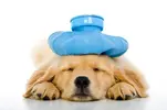 Under_the_weather_puppy.webp