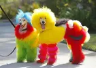 ab0f6ba525041b674cd3a1bd6366a183.webp