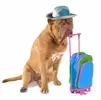 holiday-dog.webp