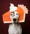 thanksgiving-dog.webp