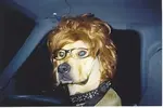 a-dog-with-a-wig-on-its-head-500x335.webp