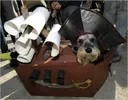 28welldog-blogSpan.webp