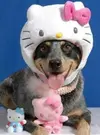 hello-kitty-dog-wider.webp