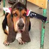 knife-in-head-basset-hound-dog-costume.webp