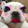 dog-makeup-drag.webp